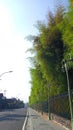 bamboo trees, roadside and white clouds